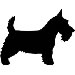 Scottish Terrier V1