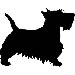 Scottish Terrier V2
